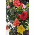 thumbnail image 2 of 100+ Mixed Hibiscus s Flowers Perennial Flower, 2 of 2