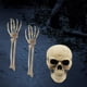 thumbnail image 1 of Esqueleto Humano BLESIY Decoración de Halloween Modelo de Anatomía, 1 of 8