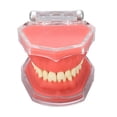 thumbnail image 2 of Herramienta Modelo De Encía Dientes Extraíbles Herramienta De Enseñanza De Práctica Suave Para Demostración Oral, 2 of 7
