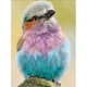thumbnail image 1 of Pintura de diamante (DE5266) 5D DIY Parrot Square Rhinestone Kit Cuadro de pared 40x50cm FLhrweasw Nuevo, 1 of 1
