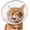 Grey, variant on Soft Cat Cone Collar, Waterproof Mesh Recovery Collar to Prevent Licking & Scratching, Comfortable Alternative to Plastic Elizabethan Collar
