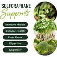 thumbnail image 4 of 50MG Sulforaphane Supplement from Broccoli Sprouts | NRF2 Activation with Glucoraphanin, Myrosinase & Antioxidants | Support Cellular & Immune Health | Broccoli Seed Microbeadlets, Vegan 60 Count, 4 of 11