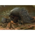 thumbnail image 2 of John George Wood 14x11 Black Ornate Wood Framed Double Matted Museum Art Print Titled: Porcupine. (1898), 2 of 5