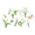 thumbnail image 2 of Ensemble de Plantes Aériennes de Luxe (Assorties), 2 of 10