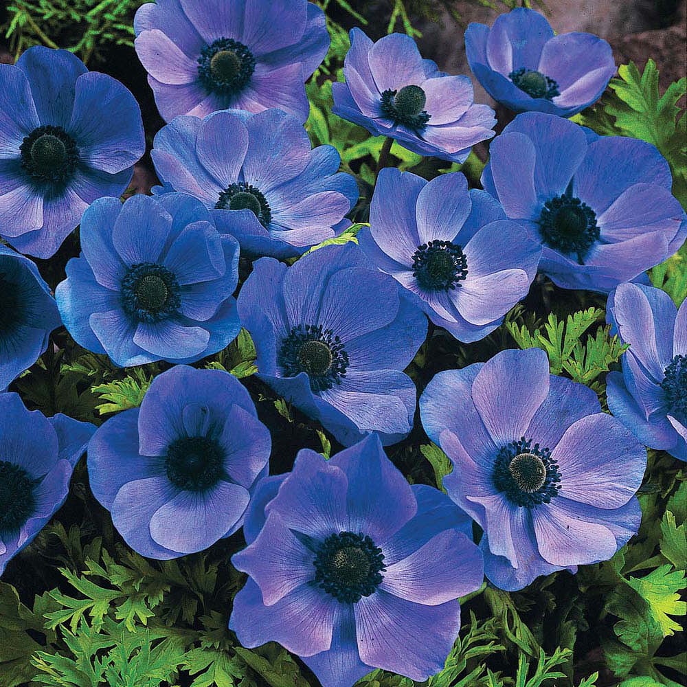 Mr. Fokker Poppy Anemone Windflowers 15 Bulbs 8/+ cm