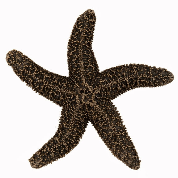 Acorn Manufacturing DPKGP Artisan Collection Natural Starfish Knob, Museum Gold