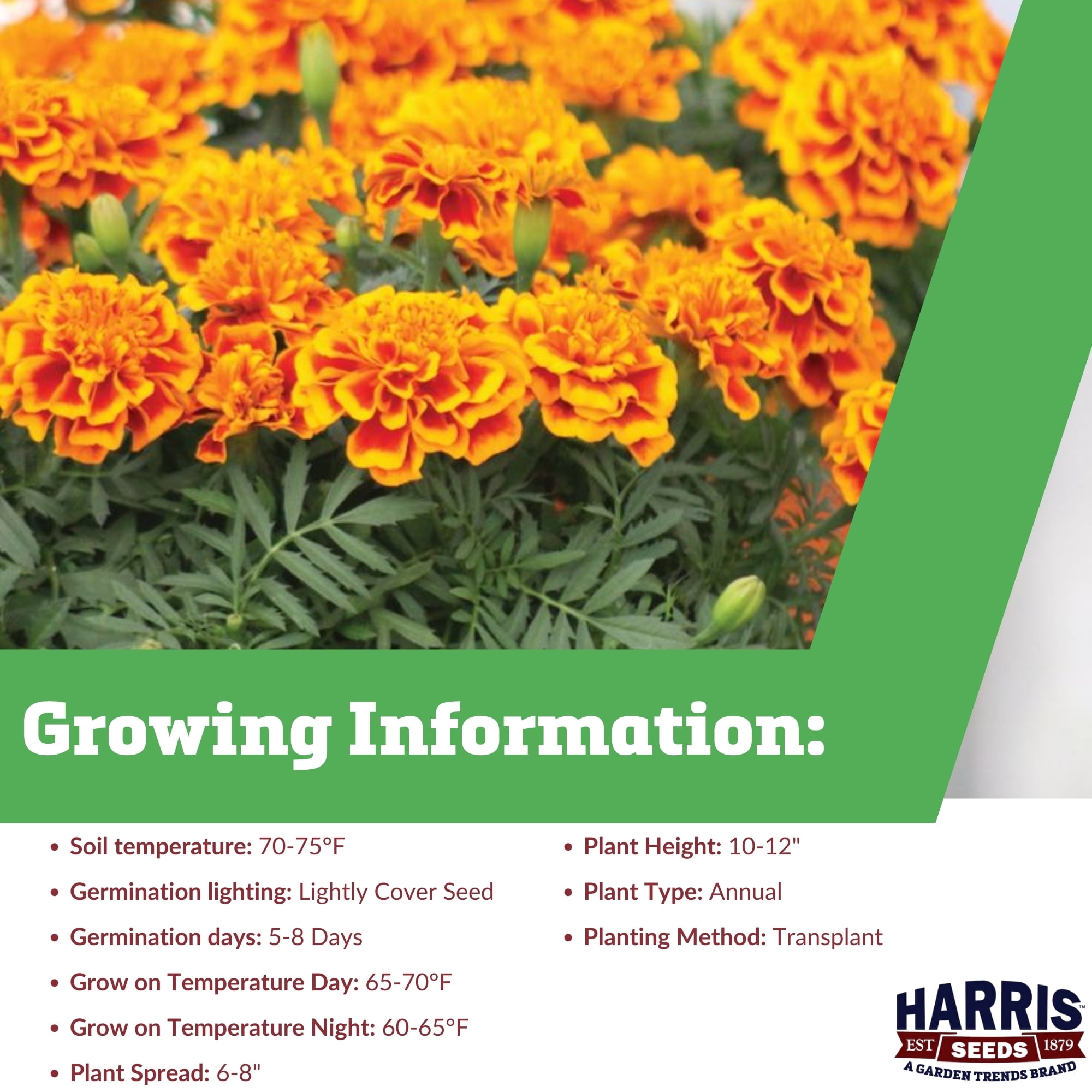 Harris Seeds Marigold Bonanza Flame Seed - Thumbnail 5