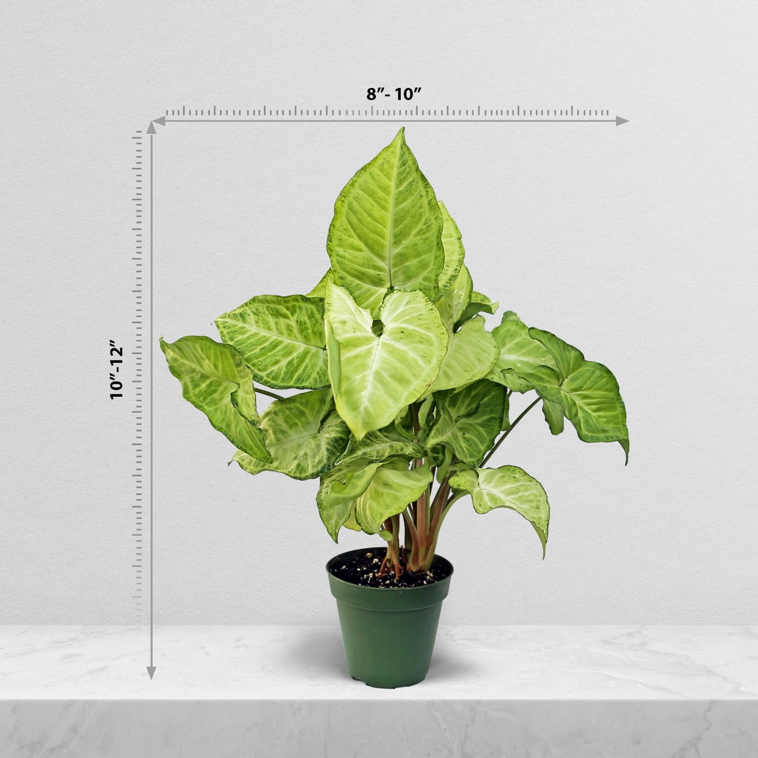 Live Combo Syngonium Arrowhead White Butterfly & Maria Allusion, Christmas Gift for Co-Worker, Housewarming Gift, Fully Rooted Indoor Plant, Healthy Houseplants in 4" Pots