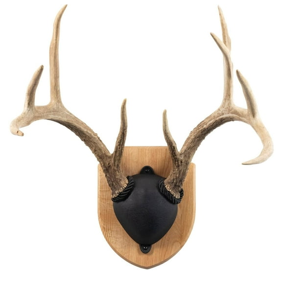 Antler Mount & Display Kit, Solid Oak