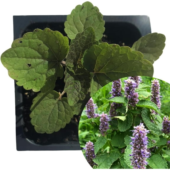 Anise Hyssop (Agastache foeniculum) Organic Plant in 2.5-inch Pot by Smoke Camp Crafts - Native Perennial, Edible Tea Herb, Lavender Mint