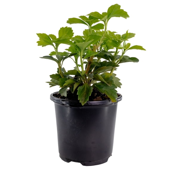 Expert Gardener Pachysandra Japanese Spurge Terminalis Green 1PT Outdoor Live Plant, Shade