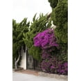 thumbnail image 2 of Hollywood Juniper - Juniperus Chinensis Torulosa - 12 Live Quart Size Trees - Drought Tolerant Cold Hardy Evergreen Plant, 2 of 9