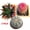 B, variant on Rare Cactus Succulent Plants | Live House Plants for Home, Office, and Garden Decoration.