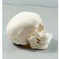 thumbnail image 4 of Danhjin A Skull Realistic Skull Model Halloween Display Scientific Crafts Teaching Desk Decoration Room Decor, 4 of 8