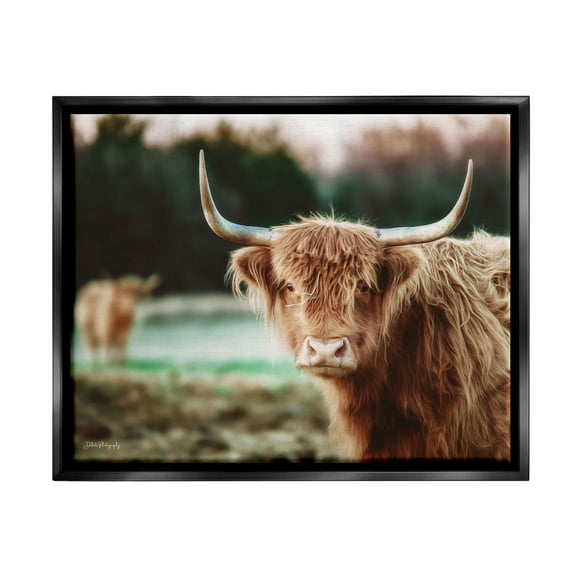 Stupell Industries Highland Cattle Gazing Photography Photograph Jet Black Floating Framed Canvas Print Wall Art, Design by Dakota Diener