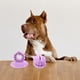 thumbnail image 4 of KAKOWELY Juguete para perros con ventosa, juguete para perros masticadores agresivos, juguete para masticar, pelota interactiva, 4 of 4