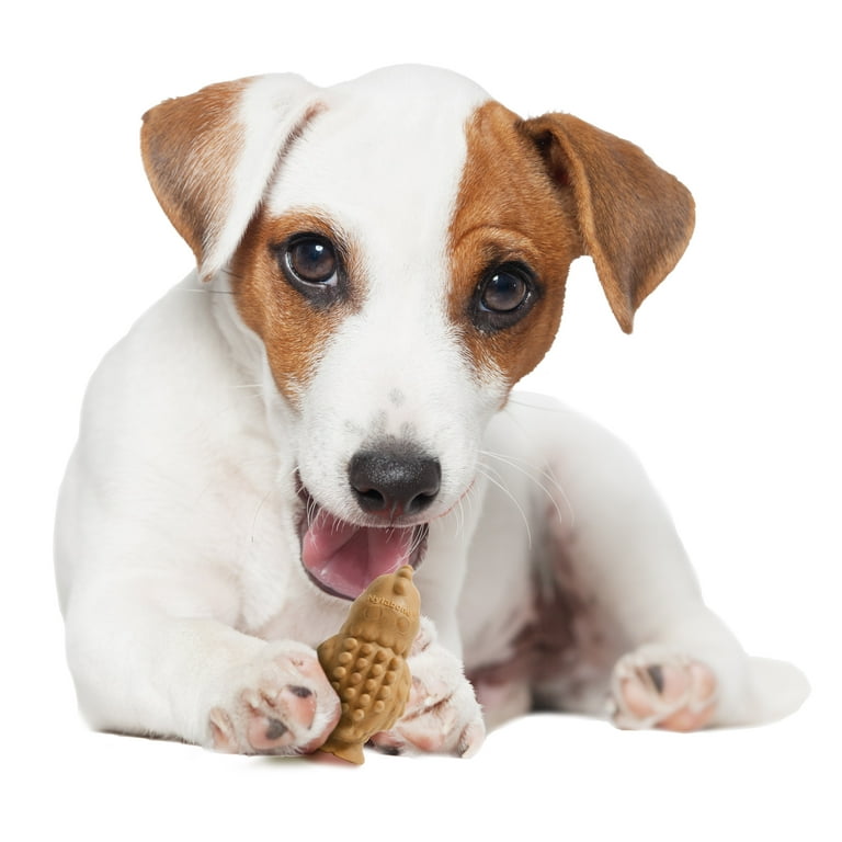 Nylabone 2025 nubz budz