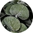 thumbnail image 5 of CalCastle Craft California Grown Natural Dried Preserved Eucalyptus Branches Bundles of Stems and Leaf Large 30" Tall Bulk 1 LB / 8 OZ (Frosted Kiwi - 8 oz), 5 of 6