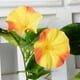 thumbnail image 2 of 2 piezas de plantas verdes colgantes, 2 of 3