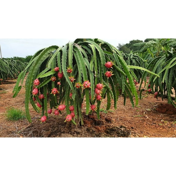 50 Count Dragon Fruit (Pitaya / Pitahaya / Strawberry Pear) Tree Plant Seeds