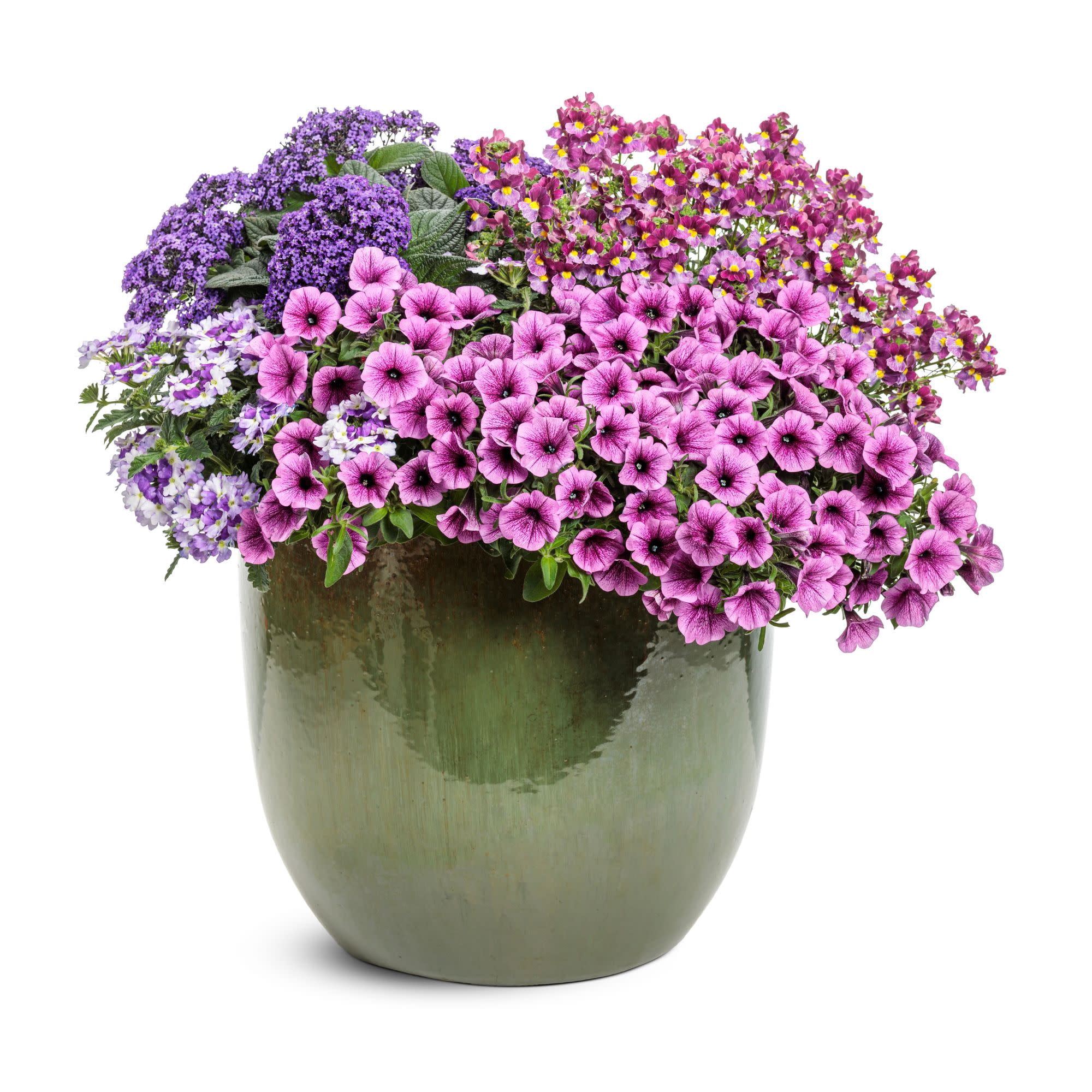 Proven Winners 4" Pink Supertunia Mini Vista Plum Veined Petunia Live Plant in 4.25" Pot (4 Count)