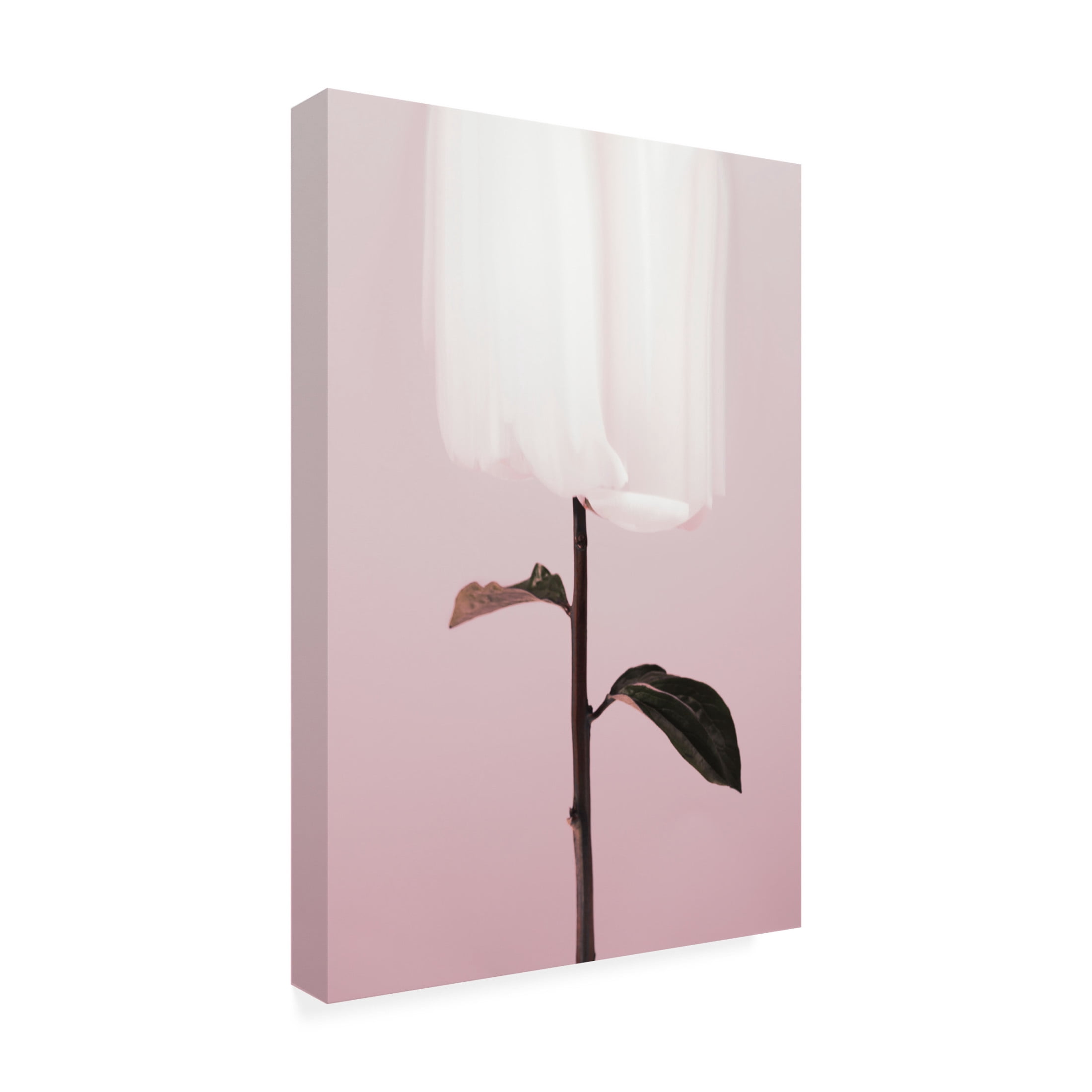 Trademark Fine Art Pictufy Studio III Peony 19 Canvas Wall Art