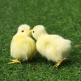 thumbnail image 6 of Mini Scene Model Home Decoration Easter Plush Chick Simulation Furry Chicken Lifelike Bird Kids Toy TYPE 1, 6 of 8