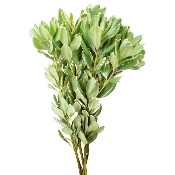 Variegated Pittosporum - Farm Direct Fresh Cut Flowers - 150 Stems