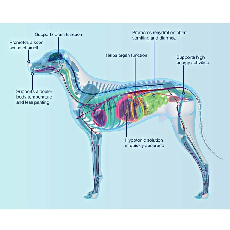 Dog Regurgitation After Drinking Water corona.dothome.co.kr