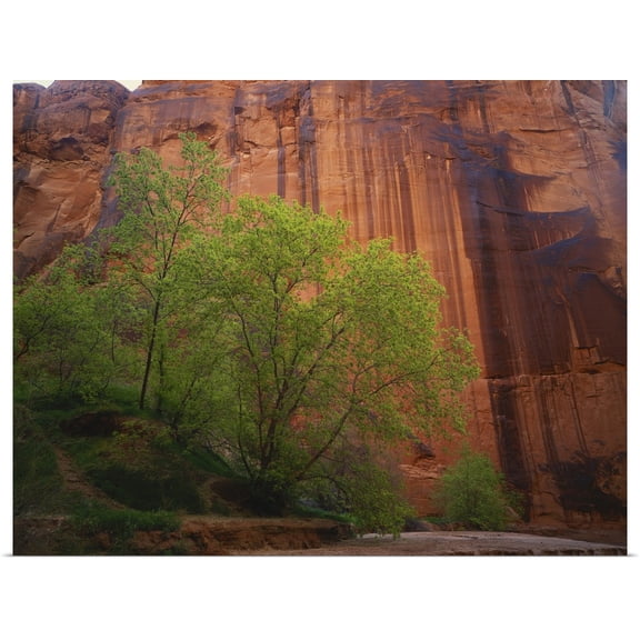 Great BIG Canvas | Rolled Scott T. Smith Poster Print entitled Vermilion Cliffs, Box Elder trees and sheer sandstone canyon walls