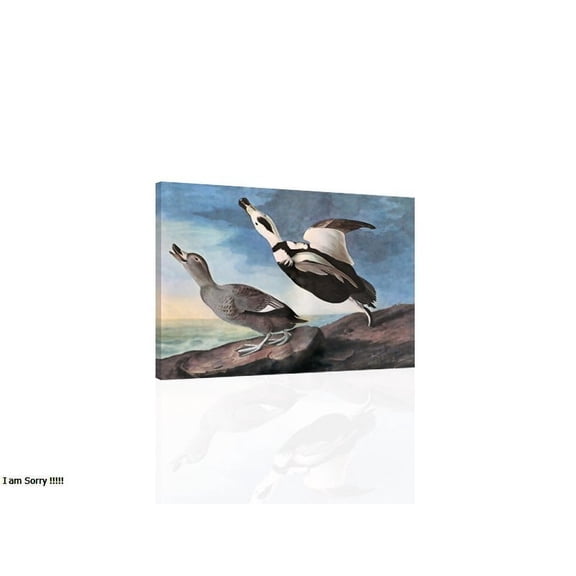 LABRADOR DUCK Audubon - CANVAS or PRINT WALL ART