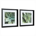 thumbnail image 2 of Kate and Laurel Calter Green Succulent Leaves Matted Framed Print Under Glass Art Set by Amy Peterson, 15.5x15.5-inches/each, Black, 2 of 6