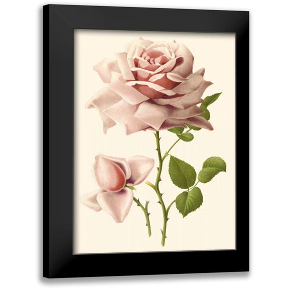 Guillot, R. 11x14 Black Modern Framed Museum Art Print Titled - Victorian Rose I