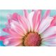 thumbnail image 1 of Taladro diamante pintura (DB2436) 5D DIY completo flor punto de cruz bordado Kit 50x70cm rosa Hugtrwg Para estrenar, 1 of 1