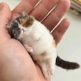 thumbnail image 4 of Wool Felting Kit, Beginner Friendly Needle Felting Cats Craft Bag, Handmade Material Set for DIY Animal Couples Gift Making, 4 of 6