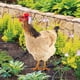 thumbnail image 4 of Ganfancp Acrílico Escena Al Aire Libre Yard Art Pollo Simulado Decoración Patio Decoración Jardín de Doble Cara de Inserción En El Suelo Junta Ofertas Del Día Liquidación 1* Toma de Tierra, 4 of 7