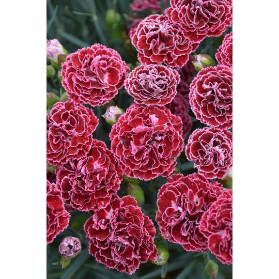 Fruit Punch® Cherry Vanilla Pinks