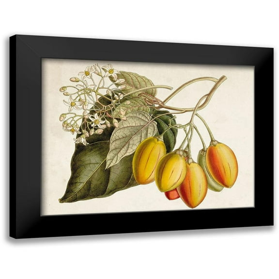 Curtis 14x12 Black Modern Framed Museum Art Print Titled - Tropical Foliage and Fruit IV