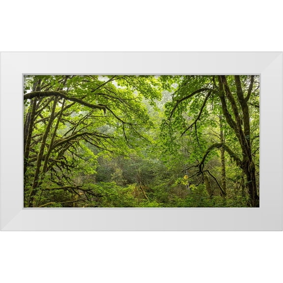 Jaynes Gallery 14x10 White Modern Wood Framed Museum Art Print Titled - USA-Washington State-Seabeck Bigleaf maple trees in Anderson Landing County Park
