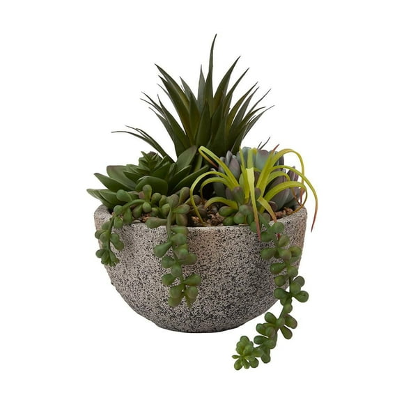 Anko Succulent Plant in Pot