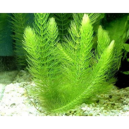 Aquarium Plants Discounts Hornwort Ceratophyllum Demersum Live Plant (4 Count)
