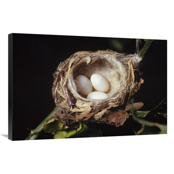 24 x 36 in. Magnificent Hummingbird Nest with Three Eggs, Costa Rica Art Print - Gerry Ellis