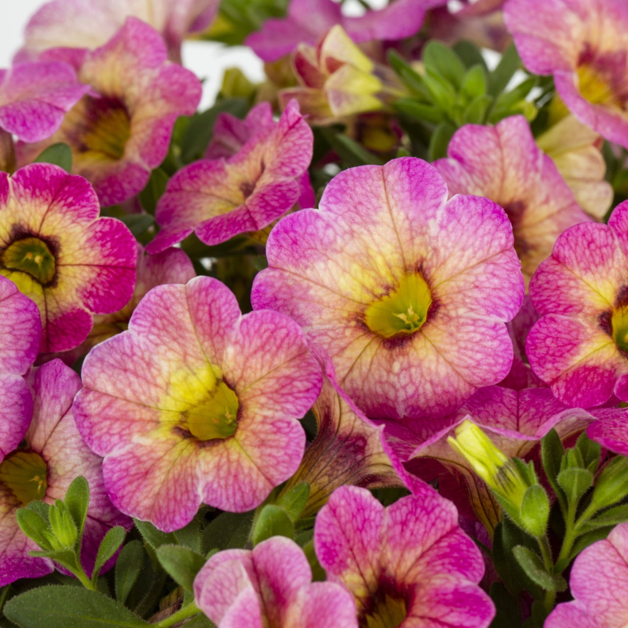 Proven Winners 1.5PT Pink Calibrachoa Live Annual Plant Sun 5-Pack