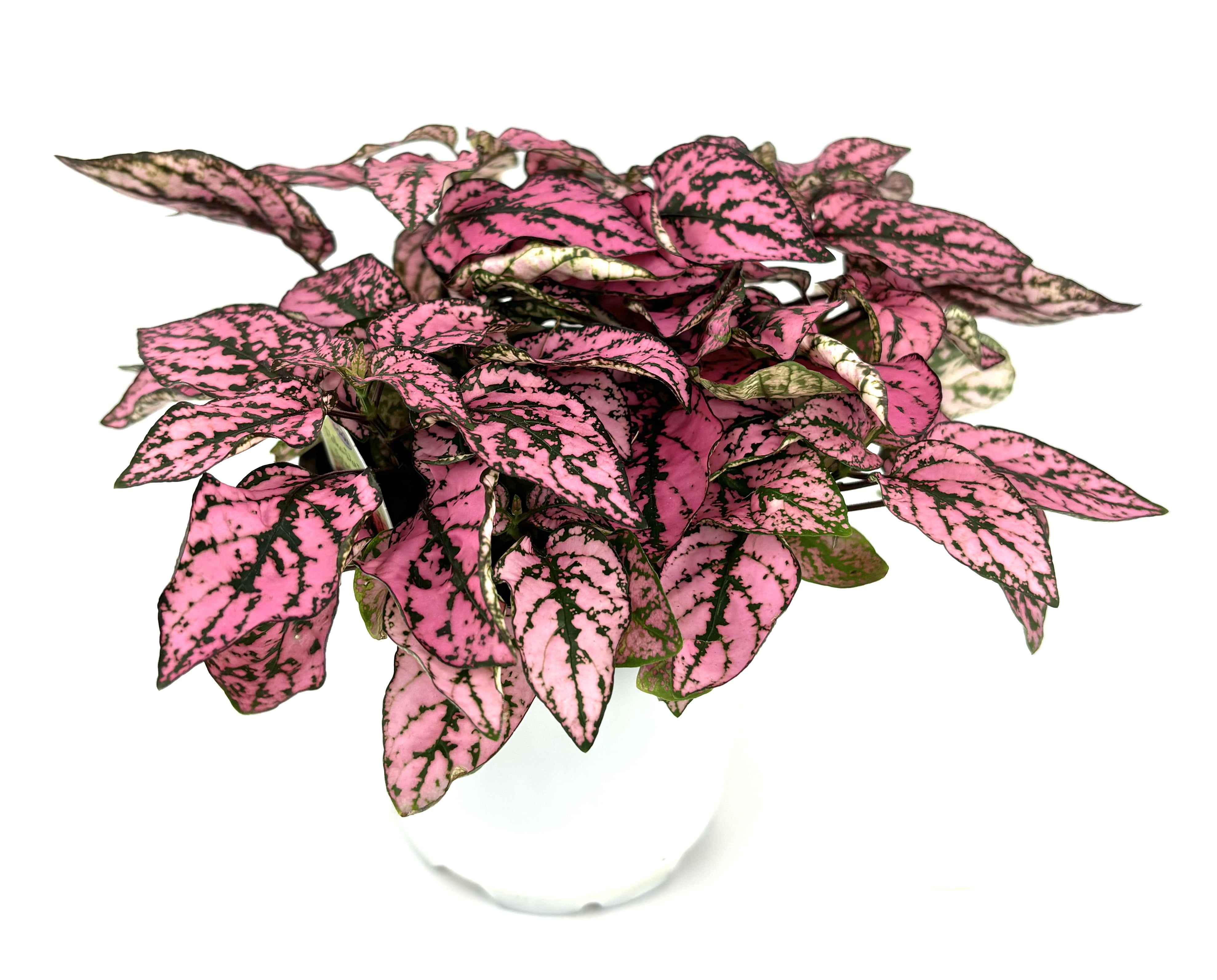 Hypoestes Pink Splash Live Potted House Plants Air Purifying, 2" Pot