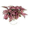 thumbnail image 2 of Hypoestes Pink Splash Live Potted House Plants Air Purifying, 4" Pot, 2 of 2