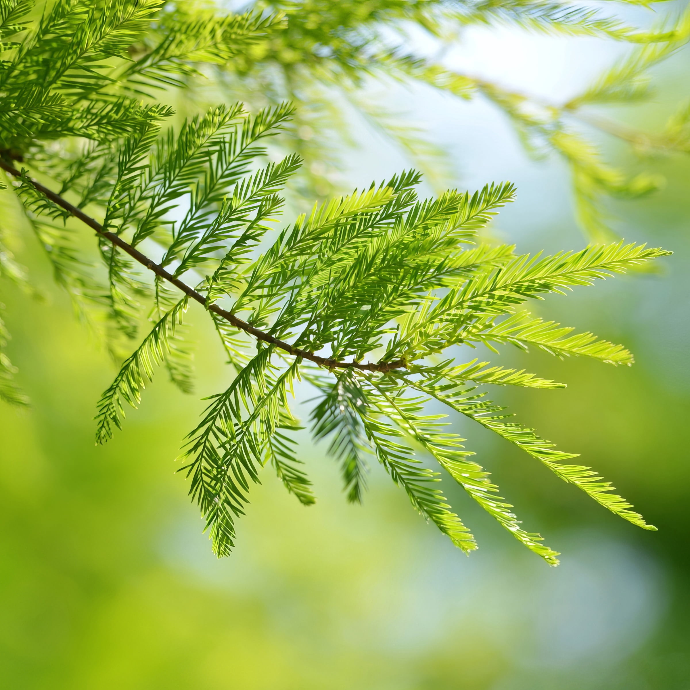 National Plant Network 3 gal Bald Cypress Live Tree with Full Sunlight