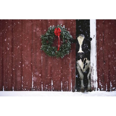 Cow Decor - Holstein Cow Standing in Doorway of Red Barn, Christmas Wreath on Barn, Marengo Print Wall Art By Lynn M. Stone
