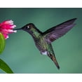 thumbnail image 2 of Theil, Melissa 18x15 Black Ornate Wood Framed with Double Matting Museum Art Print Titled - Costa Rican Hummingbird, 2 of 4