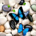 thumbnail image 4 of Mariposa animales taladro completo DIY diamante pintura de diamantes de imitación hecho a mano 5D bordado costura punto de cruz Inevent JJ13321-00, 4 of 6