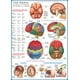 thumbnail image 2 of Puzzle EuroGraphics: Cuerpo humano y cerebro (1000 piezas), 2 of 3